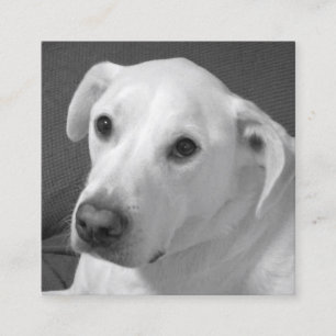 Zwart-wit foto van een mooie zielige hond vierkante visitekaartje