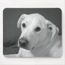 Zwart-wit foto van een mooie zielvolle hond