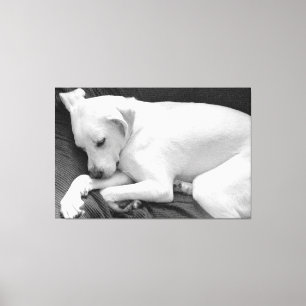 Zwart-wit foto van een schattige slapende hond canvas afdruk