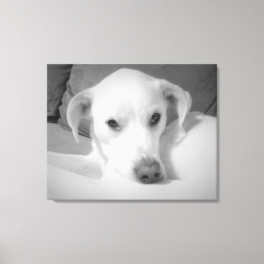 Zwart-wit foto van Labrador Mix Dog Canvas Afdruk (Voorkant)