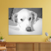 Zwart-wit foto van Labrador Mix Dog Canvas Afdruk (Insitu (Woonkamer))