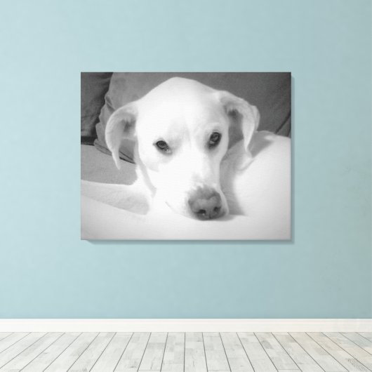 Zwart-wit foto van Labrador Mix Dog Canvas Afdruk (Insitu (Houten vloer))