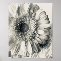Zwart-wit foto van madeliefje bloem