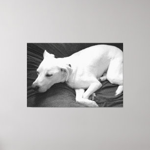 Zwart-wit foto van mooie hond die slaapt canvas afdruk