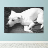 Zwart-wit foto van mooie hond slapen canvas afdruk (Insitu (Houten vloer))