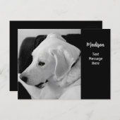 Zwart-wit foto van mooie witte hond briefkaart (Voorkant / Achterkant)