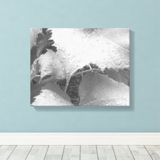 Zwart-wit foto van natte en dewy druivenbladeren canvas afdruk (Insitu (Houten vloer))