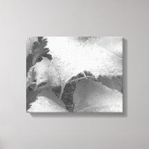 Zwart-wit foto van natte en dewy druivenbladeren