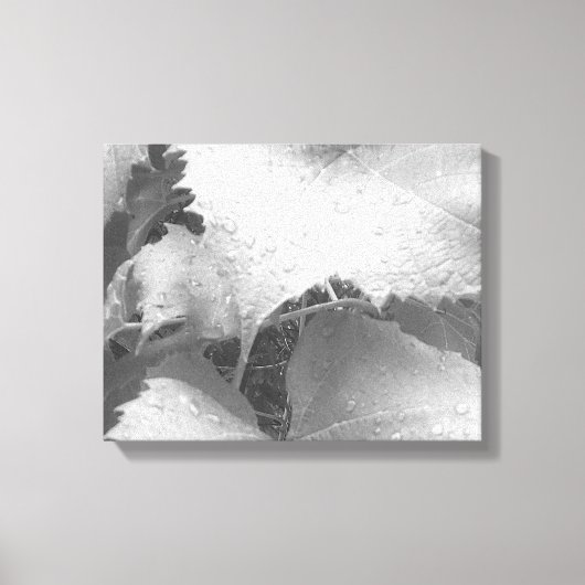 Zwart-wit foto van natte en dewy druivenbladeren canvas afdruk (Voorkant)
