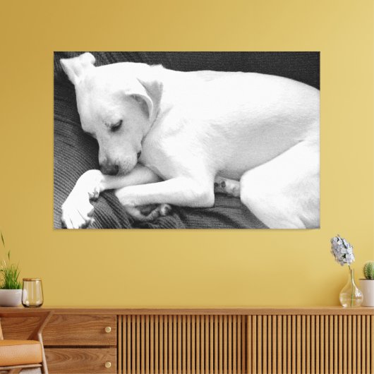 Zwart-wit foto van Schattige Dog Slapen Canvas Afdruk (Insitu (Woonkamer))