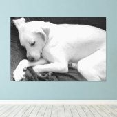 Zwart-wit foto van Schattige Dog Slapen Canvas Afdruk (Insitu (Houten vloer))
