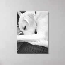 Zwart-wit foto van Schattigee hond rusten met papa