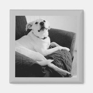 Zwart-wit foto van Talking Dog Grey Magneet