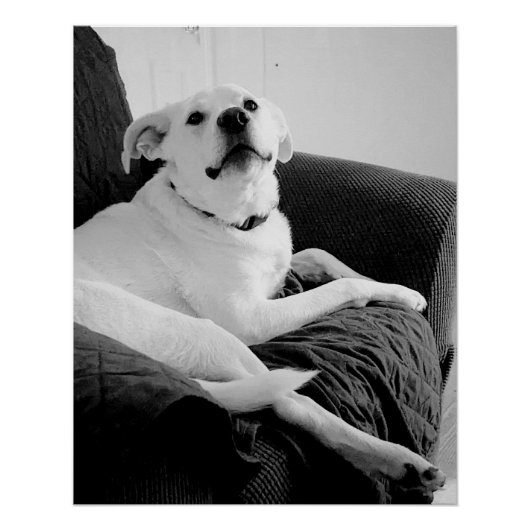 Zwart-wit foto van Talking Dog Print Perfect Poster (Voorkant)