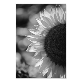 Zwart-wit fotoafdruk van zonnebloem in het veld Fo Foto Afdruk