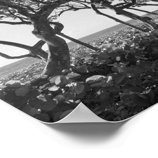 Zwart-wit Fotografie Zee Druiven Poster (Hoek)