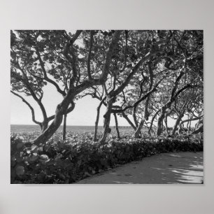 Zwart-wit Fotografie Zee Druiven Poster