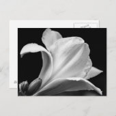 Zwart-wit Freesia Briefkaart (Voorkant / Achterkant)