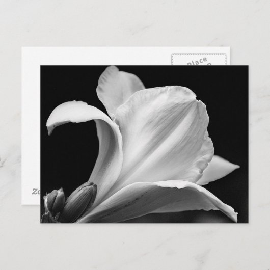 Zwart-wit Freesia Briefkaart (Voorkant / Achterkant)