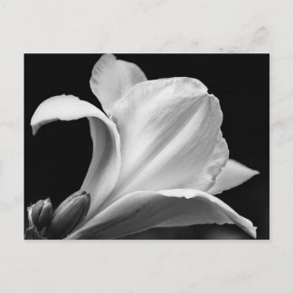 Zwart-wit Freesia Briefkaart