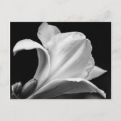 Zwart-wit Freesia Briefkaart (Voorkant)