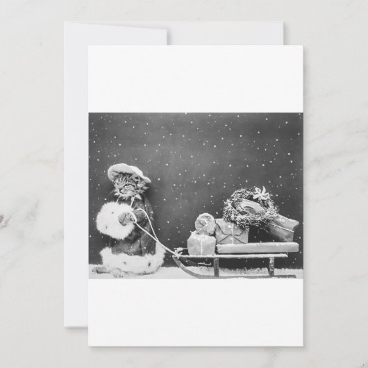 Zwart-wit Funny Cat Christmas Kaart (Voorkant)