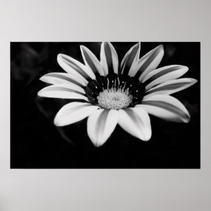 Zwart-wit Gazania Bloem Fotografie Poster