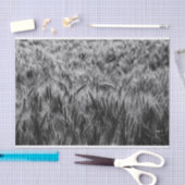 Zwart-wit gebied van tarwe tissuepapier (Craft)