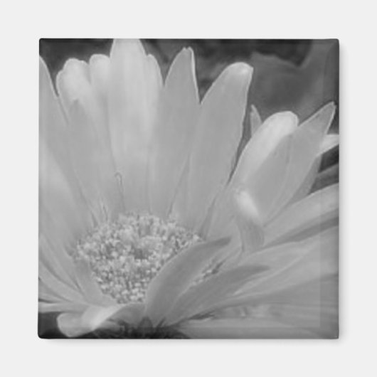 Zwart & Wit Gerber Daisy Magnet (Voorkant)