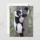 Zwart-wit gerimpelde lemur op boom briefkaart (Voorkant / Achterkant)