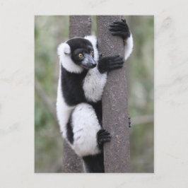 Zwart-wit gerimpelde lemur op boom briefkaart