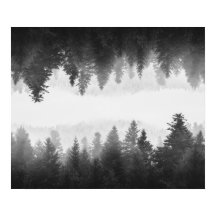 Zwart-wit gespiegeld bos