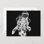 Zwart-wit Giraf-portret, dierfoto Briefkaart (Voorkant / Achterkant)