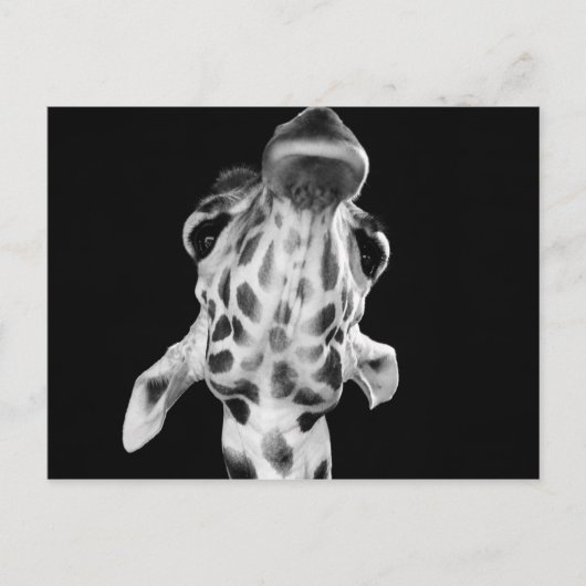 Zwart-wit Giraf-portret, dierfoto Briefkaart (Voorkant)