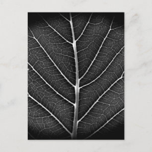 Zwart-Wit Glanzend Blad Close-Up Feestdagenkaart
