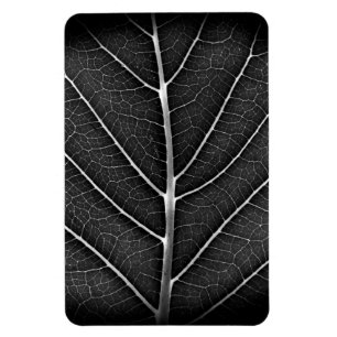 Zwart-Wit Glanzend Blad Close-Up Magneet