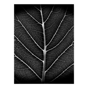 Zwart-Wit Glanzend Blad Close-Up Perfect Poster