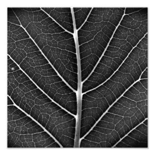 Zwart-wit gloeiend blad close-up foto afdruk