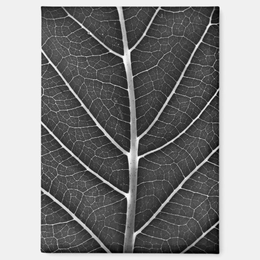 Zwart-wit gloeiend blad close-up magneet (Voorkant)
