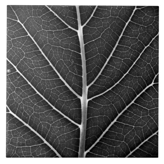 Zwart-wit gloeiend blad close-up tegeltje (Voorkant)