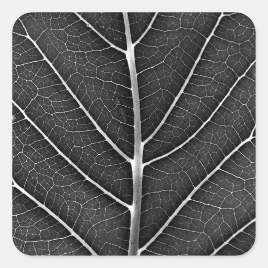 Zwart-wit gloeiend blad close-up vierkante sticker (Voorkant)