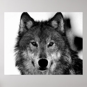 Zwart & Wit Grijze Wolf Kunstwerk Poster