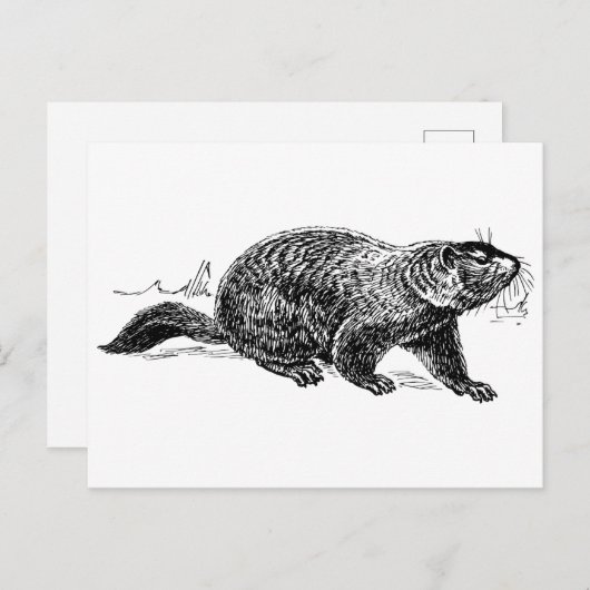 zwart-wit grondhog briefkaart (Voorkant / Achterkant)