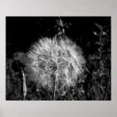 Zwart-wit, groot, helder Dandelion 16 x 20 Poster (Voorkant)
