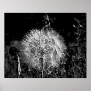 Zwart-wit, groot, helder Dandelion 16 x 20 Poster