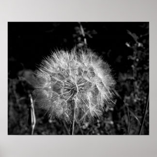 Zwart-wit, groot, helder Dandelion 16 x 20 Poster