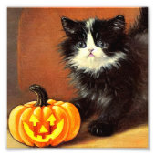  zwart-wit Halloween Kitten Foto Afdruk (Voorkant)