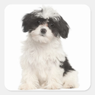 Zwart-wit Havanese Puppy Dog Sticker