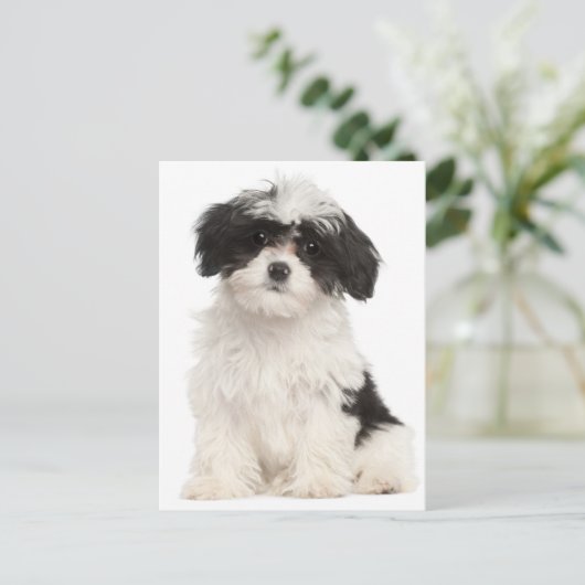 Zwart-wit Havanezer Puppy Dog Briefkaart (Staand voorkant)