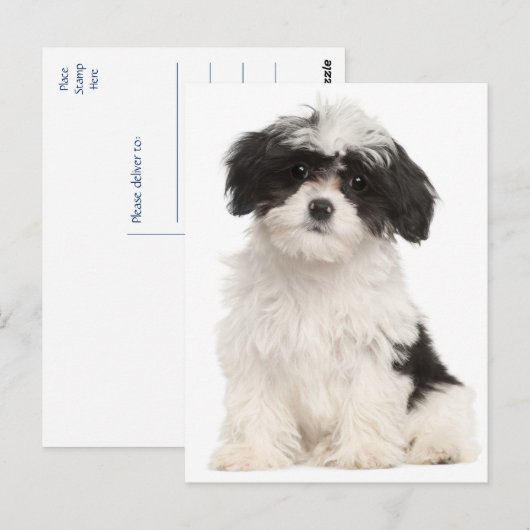 Zwart-wit Havanezer Puppy Dog Briefkaart (Voorkant / Achterkant)
